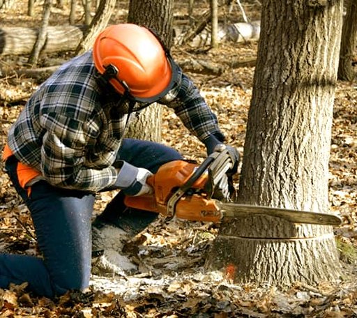 Tree Removal in Montgomery, PA